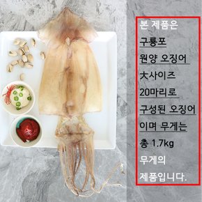 마른 오징어 구룡포 원양 건조오징어 20미 1.7kg 안주