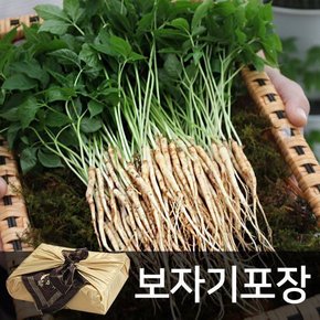 [금색보자기 선물세트] 이선호 생산자의 새싹삼 100뿌리(25cm 이상)