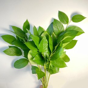[코코 플라워] 레몬잎 생화택배 반단 한단