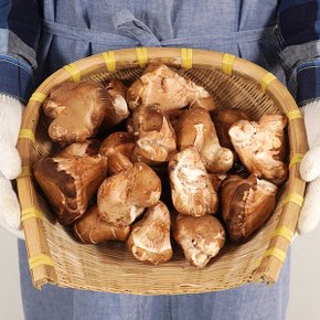 나주 참송이 버섯 1kg(상/못난이랜덤)