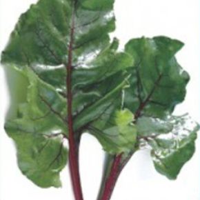 궁전 적근대 쌈 잎 야채 채소 종자 씨앗 200립 X ( 2매입 )