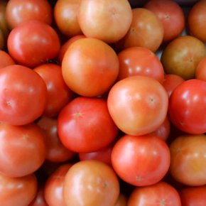 싱싱한 토마토 5kg(크기랜덤)