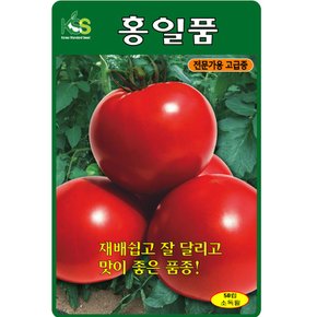 홍일품 토마토씨앗 50립