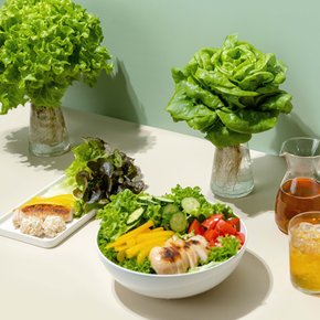 [김대수님 생산] 수경재배 유러피안 무농약 샐러드 쌈채소 1kg