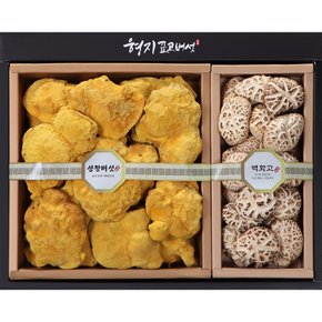 [형지표고버섯] 참나무 장수 상황버섯 백화고 명품5호 건강 선물세트