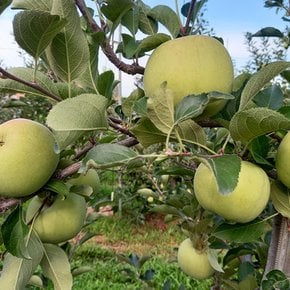 [오늘신선] 청송네자매 경북 청송 시나노골드 맛있는 황금 사과 가정용 2.5kg(사이즈 랜덤 발송)