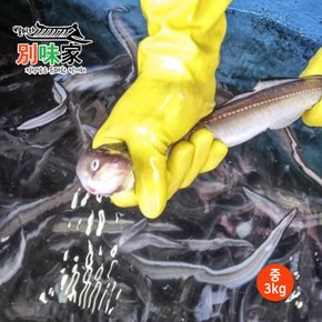 [별미가] 하얀돌 활력 팔팔 자연산 통영 바다장어 중 3kg(12-18미)