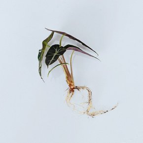 마이플랜트 거북알로카시아 세척 모종 공기정화식물 수경재배