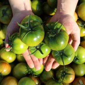 [권영욱님 생산] 당일수확 부산 대저 토마토 2.5kg (M)