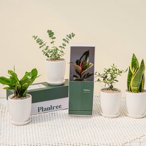 [선물세트] 집들이 개업화분 선물용 공기정화 식물 20종