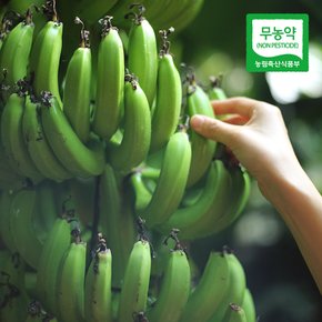 [산지직송] 제주 김순일님의 무농약 바나나 1.5kg