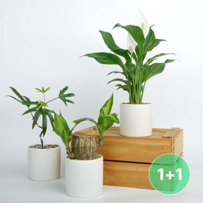 [1+1]이달의 공기정화 식물 BEST 30종_소형 화분