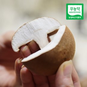 [산지직송] 부여 무농약 표고버섯(알뜰형) 500g