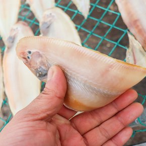 [통영수산물시장] 해풍건조 손질 박대 10미 1.5kg내외 (33cm내외)