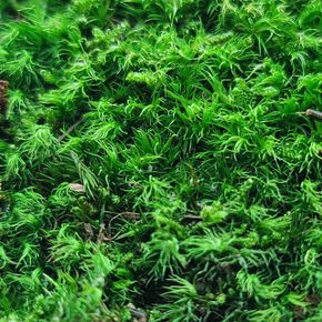 공기정화 꼬끼 분경 석부작 넝쿨 덩쿨 이끼 식물