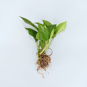 마이플랜트 스킨답서스 세척 모종 공기정화식물 수경재배