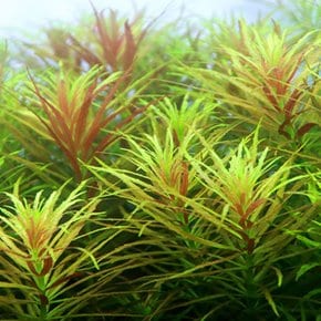 림노필라 히푸리도이데스 (2촉) - 후경수초 대형수초 손쉬운트리밍 초보자용수초