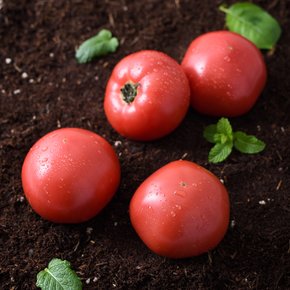 [황종운님 생산] 자연맛남 정읍 정품 완숙토마토 2.5kg (1번과)