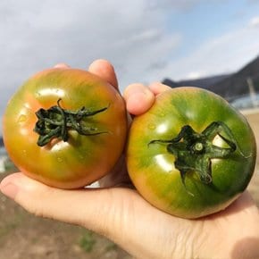 [외할머니밥상] 단짠단짠 프리미엄 대저 짭짤이 토마토 2.5kg 2S