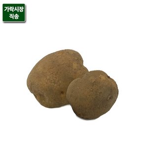 가락시장직송 햇 감자 대 1kg (2020년 수확)