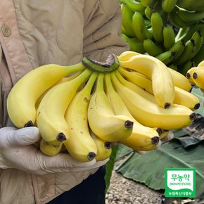 [서진도농협] 무농약 국내산 진도 바나나 3kg(한손)/매주 목요일출고
