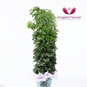 홍콩야자 대형 관엽식물 공기정화 전국 꽃배달서비스