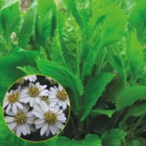 품종 종자 종묘사 씨앗판매 식물 섬쑥부쟁이 부지깽이 나물 100립