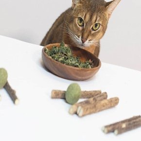 레써니 고양이 심신안정용품 자연건조 마따따비막대 15P 애묘용 활력 기호성좋은간식