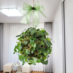 행잉플랜트 실내공기정화식물 아이비 초록지구