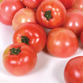 [남도의맛]자연을 닮은 전라도 토마토 정품 3kg (4-5번과)