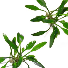 크립토코리네 루켄스 (1촉) - 중경수초 초심자용 두꺼운 잎 어항용수초
