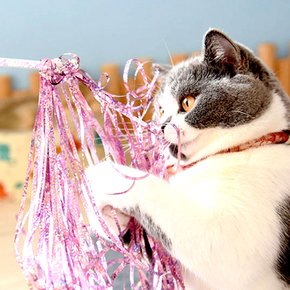 고양이 와이어 낚시대 홀로그램 태슬