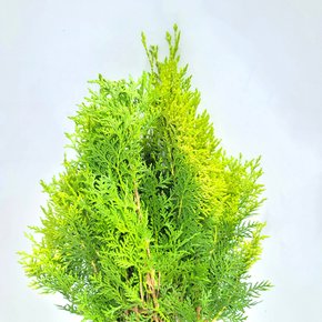 [코코 플라워] 측백나무 생화택배 5대 10대