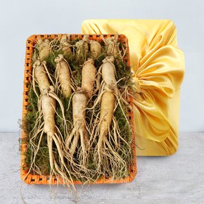 [산지직송] 금산 황금농장 수삼(왕대) 2채 선물세트