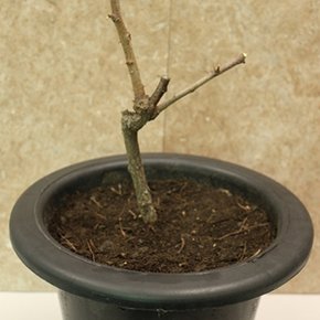보은 복조 대추 묘목 (올해수확) 화분 1뿌리