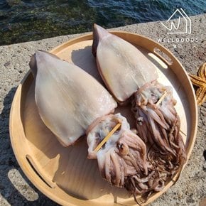[웰굿] 산지직송 포항 반건조 오징어 10미(1.7kg내외,특대)