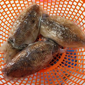 [산지직송] 전남 고흥 생물 갑오징어(대) 2kg 4-8미내외