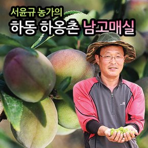 [6월17일부터출고][맑은물농원]서윤규농가의 하동 홍매실 왕왕특 10kg(남고매실)