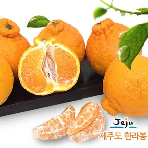 [올찬] 한라봉(특대/대) 5kg(13~18과)_제주직송