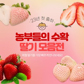 [안전포장]새콤달콤 제철 딸기 설향 금실 설희 설화