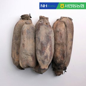 [서안동농협] 흙 연근 특품 1kg