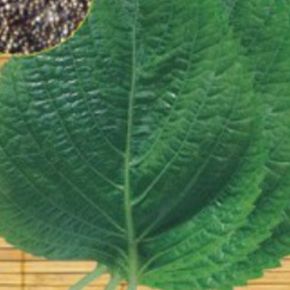 재래종 잎 들깨 야채 쌈 채소 품종 종자 씨앗 400g