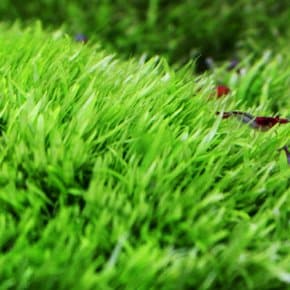 니그로 워터론 (500동전크기) - 전경초 초심자용 수초 음성초 유경초 수초키우기