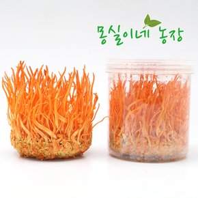 강원도 원주 재배 현미 동충하초(간편용기) 100gx4통