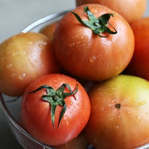 국내산 유럽종 맛있는 완숙 토마토 찰토마토 2.5kg (4-5번과)