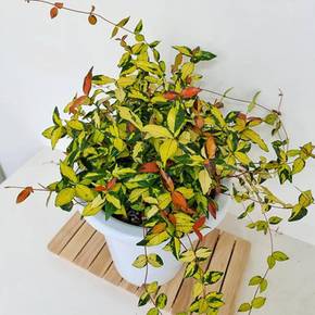 마삭줄키우기 쉬운 식물 황금마삭줄대 실내공기정화