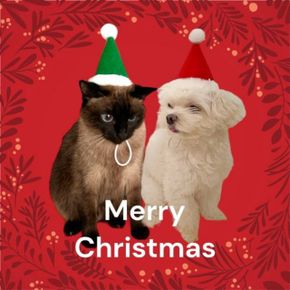 고깔모자 꼬깔 크리스마스 고양이 산타모자 강아지