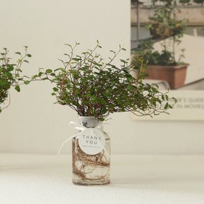 [plant] 공기정화식물 트리안 수경식물set