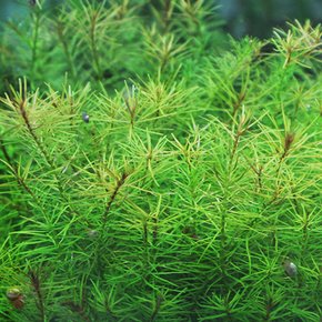 로탈라 난세안 (3촉) - 중경수초 초심자용 두꺼운 잎 어항용수초