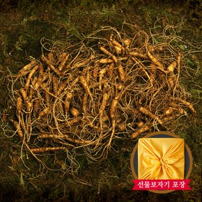 [명가천삼] 강원도 토종 산양삼 실속형 50g(25-45뿌리)